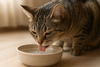 Cat drink water in a bowl
